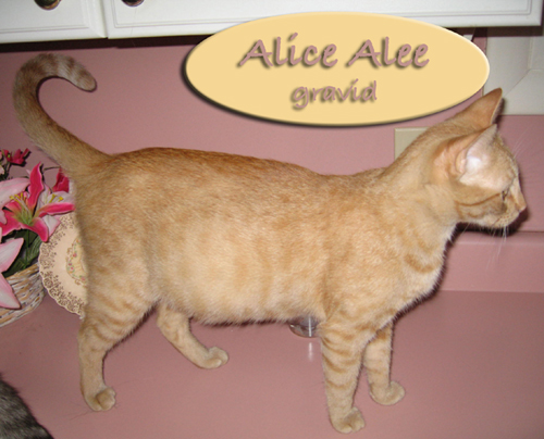 Alice pregnant