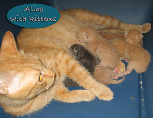 Alice with kittens