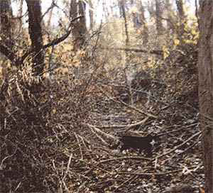 April in the woods