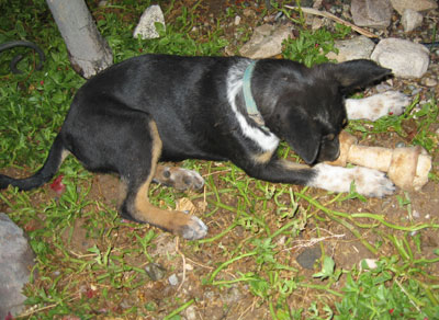 Betsy and her bone