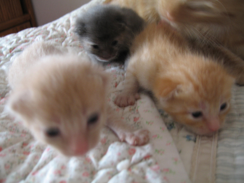 Kittens at two weeks