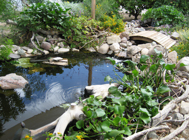 Pond in fall 2006