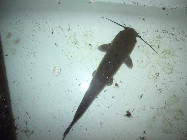 Catfish